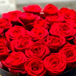 Enchantedredrose photo