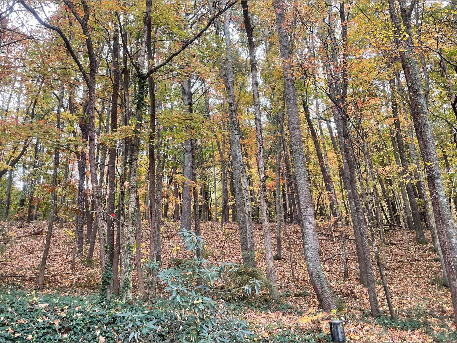 Andrew Umphreak photo