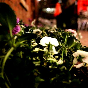 Anonymous Jake photo