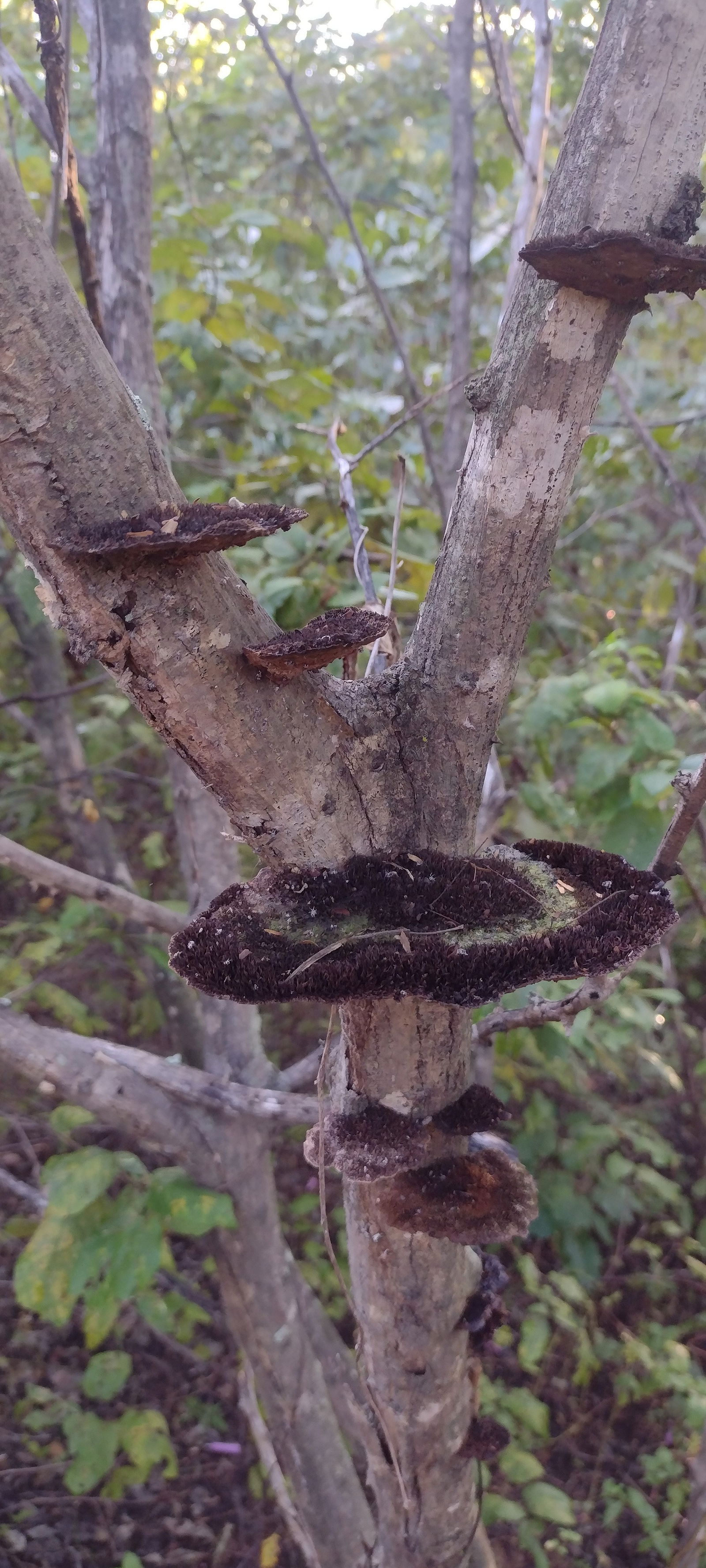 Amateur Couple photo