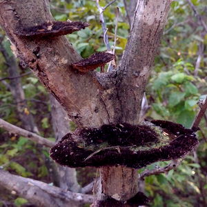 Amateur Couple photo