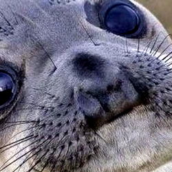 Hannah's Adventure in the Ocean