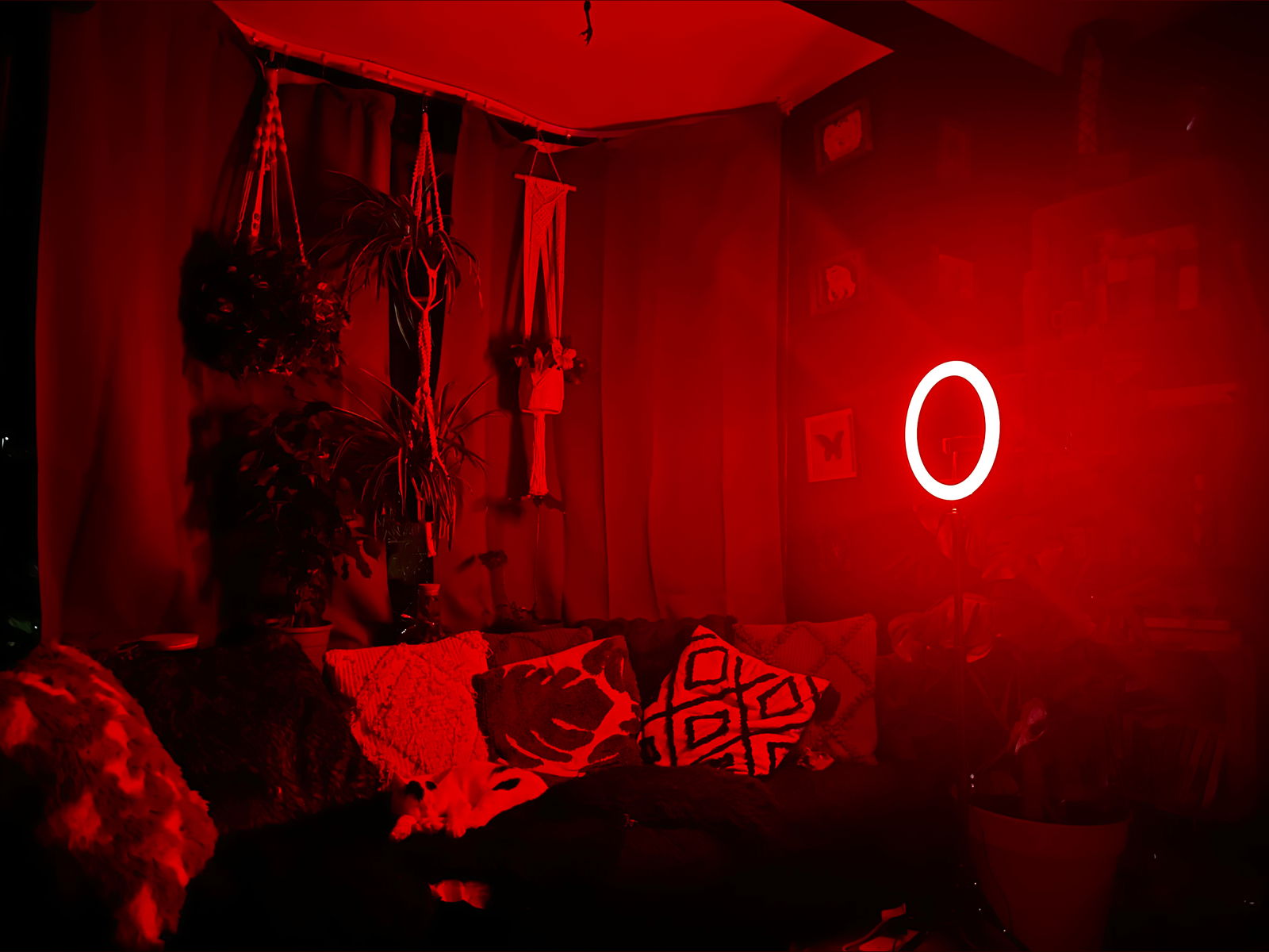 Emerald + Odin photo