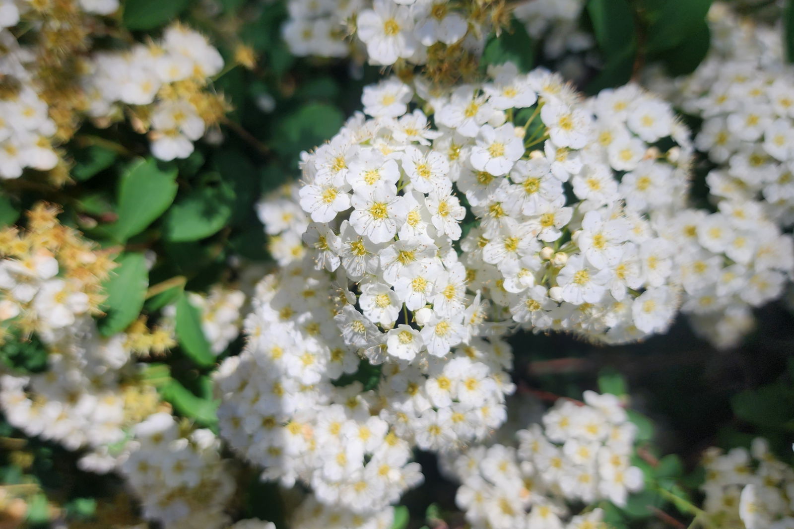 Queenmeowmeow69 photo