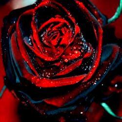 Abhishek chhetri photo