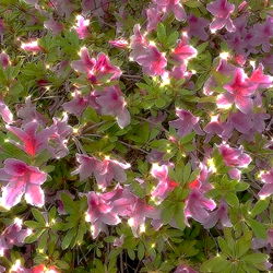 amethyst ๐ช๐ โก ๐ช๐ photo