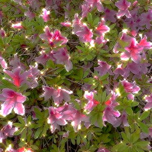 amethyst ๐ช๐ โก ๐ช๐ photo