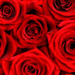 โค๏ธโค๏ธโค๏ธ photo