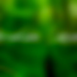 Rosaline Capulet photo