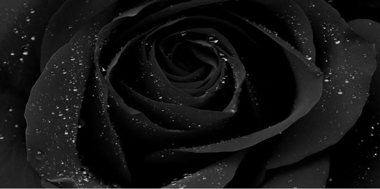 ✨💜Ary Ryannn💜✨ photo