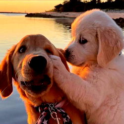 🧝🏽‍♀️ photo