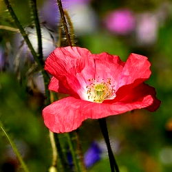 Vibrant Wildflower in Full Bloom