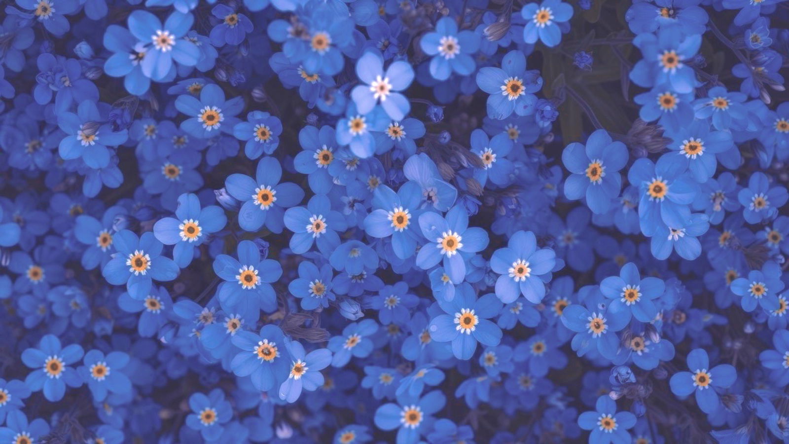 🤍AutumnsFREE🤍 photo