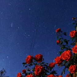Stunning Night Sky with Flowering Tree