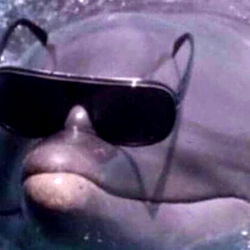 Cute Underwater Photoshop of Dolphin with Sunglasses