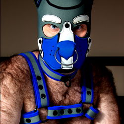 Dapper Canine in Harness and Mask