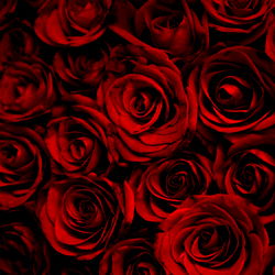 A Rose Bouquet - Stylized with a Modern Twist