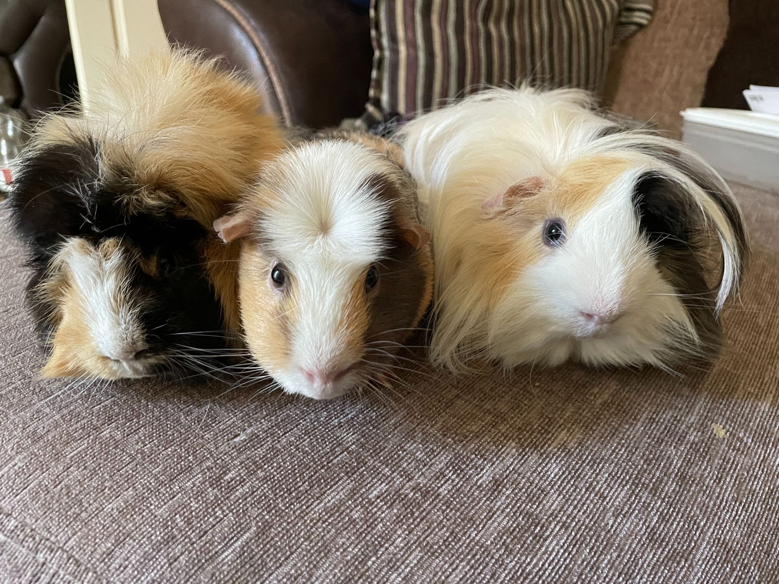 Amber Kingsley photo