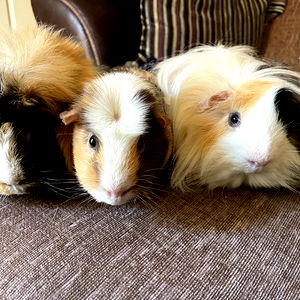 Amber Kingsley photo