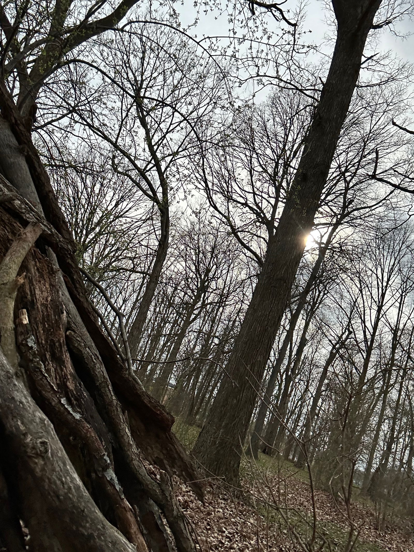 𝒜𝓂𝑒𝓁𝒾𝒶 𝓃𝓎𝓍 photo