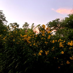 Baddie with a bong photo