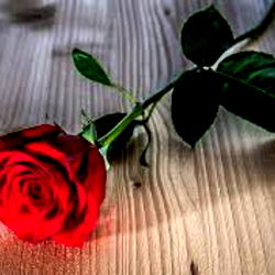 Lone Red Rose on a Table