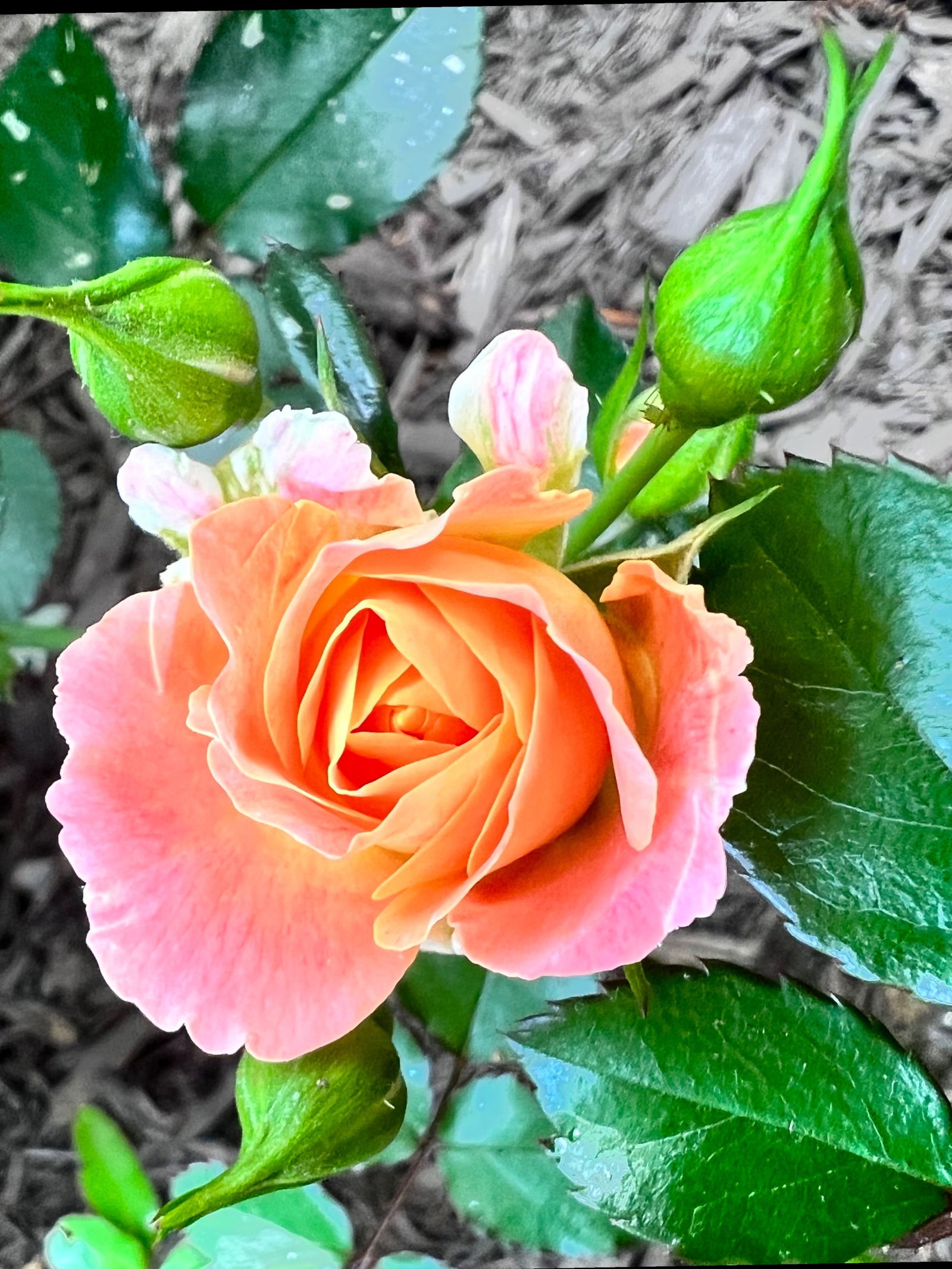 Temptress Arie photo