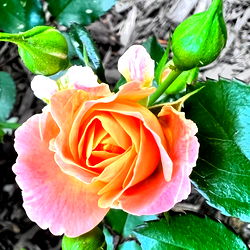 Temptress Arie photo