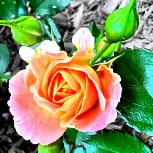 Temptress Arie photo