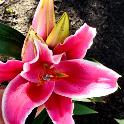 Vibrant Pink Lilies