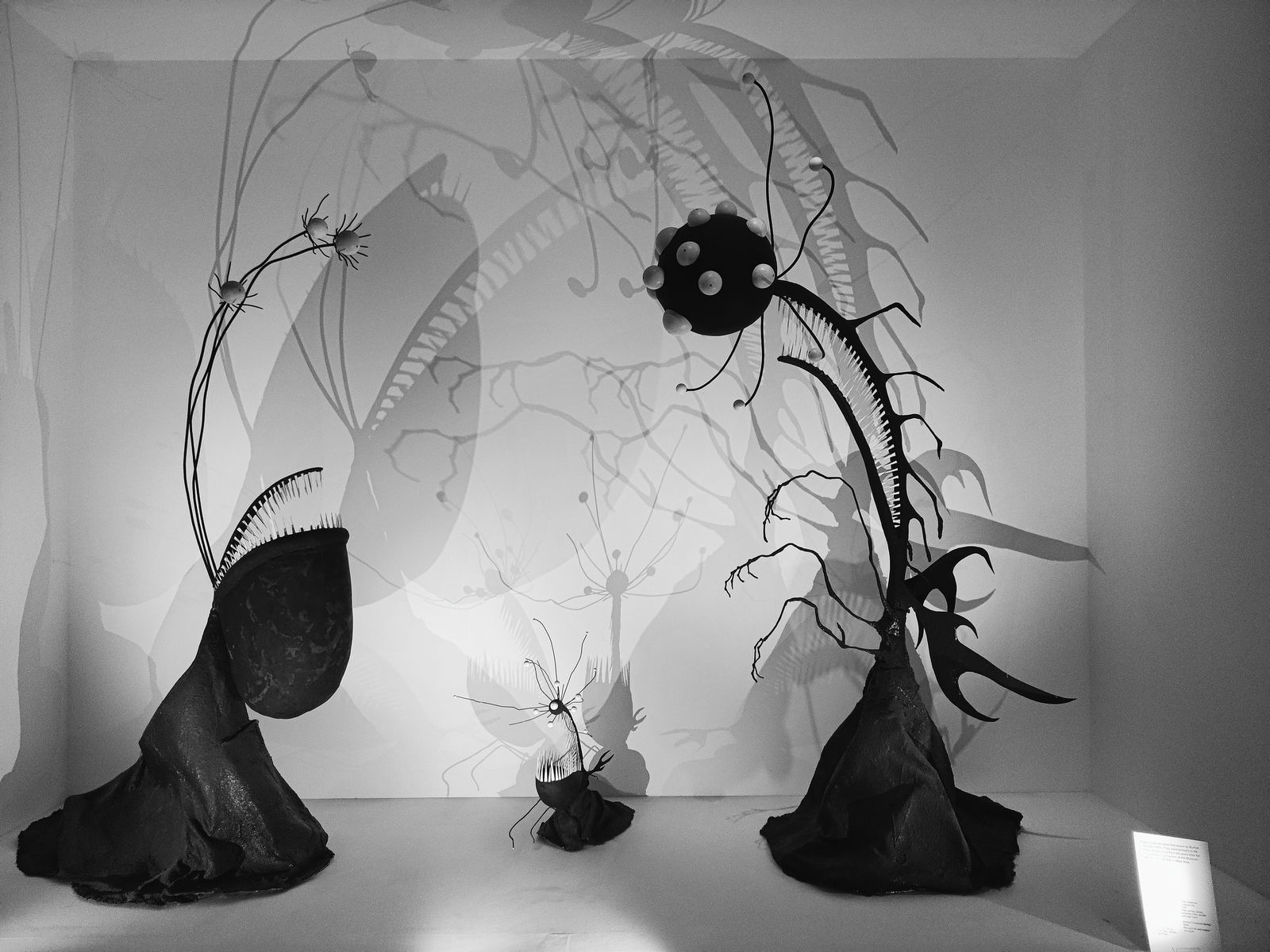 The Rainbow Rogue photo