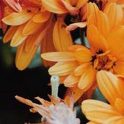 Abdul El-Sahili 🌈 photo