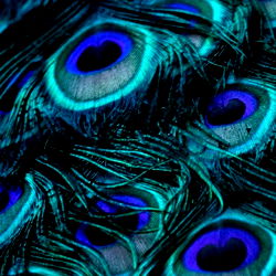 Peacock's Radiant Beauty