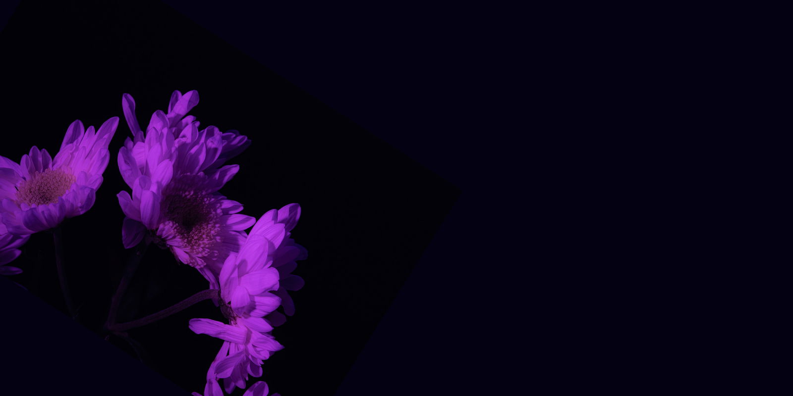 Lia Customs✨ photo