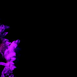 Lia Customsโจ photo