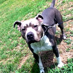 Blue Pitbull Dog on Grass
