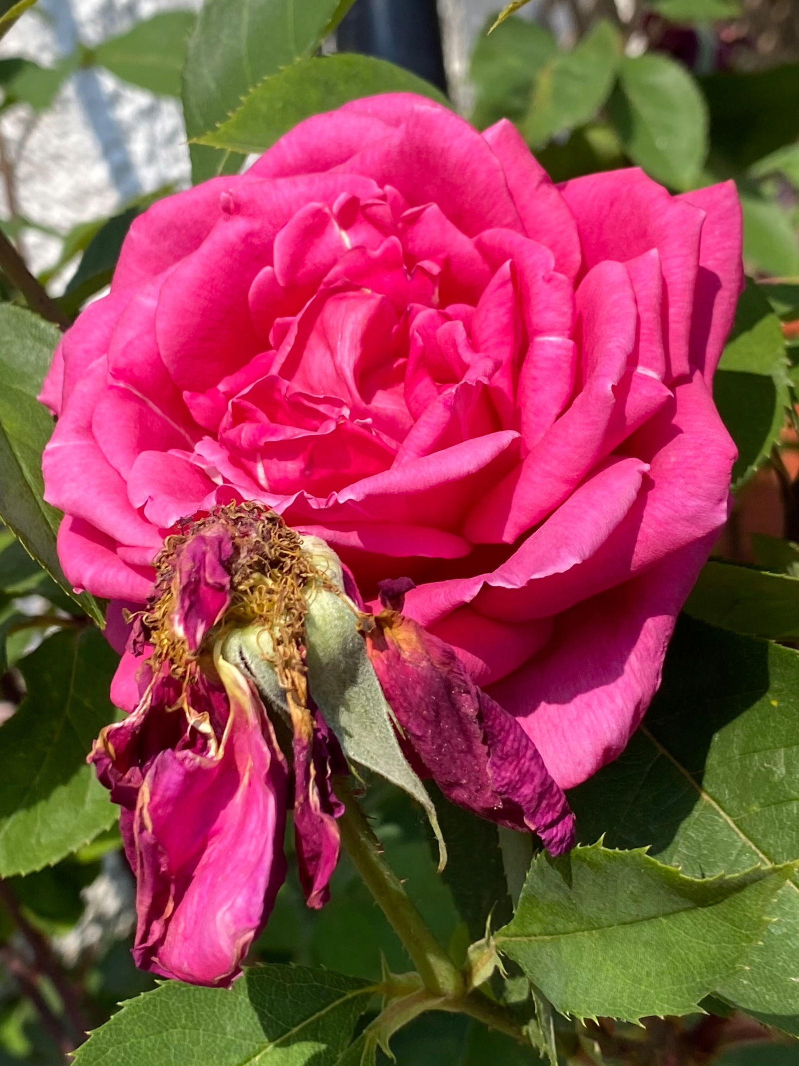 🍑SRTA SÁNCHEZ🍑 photo