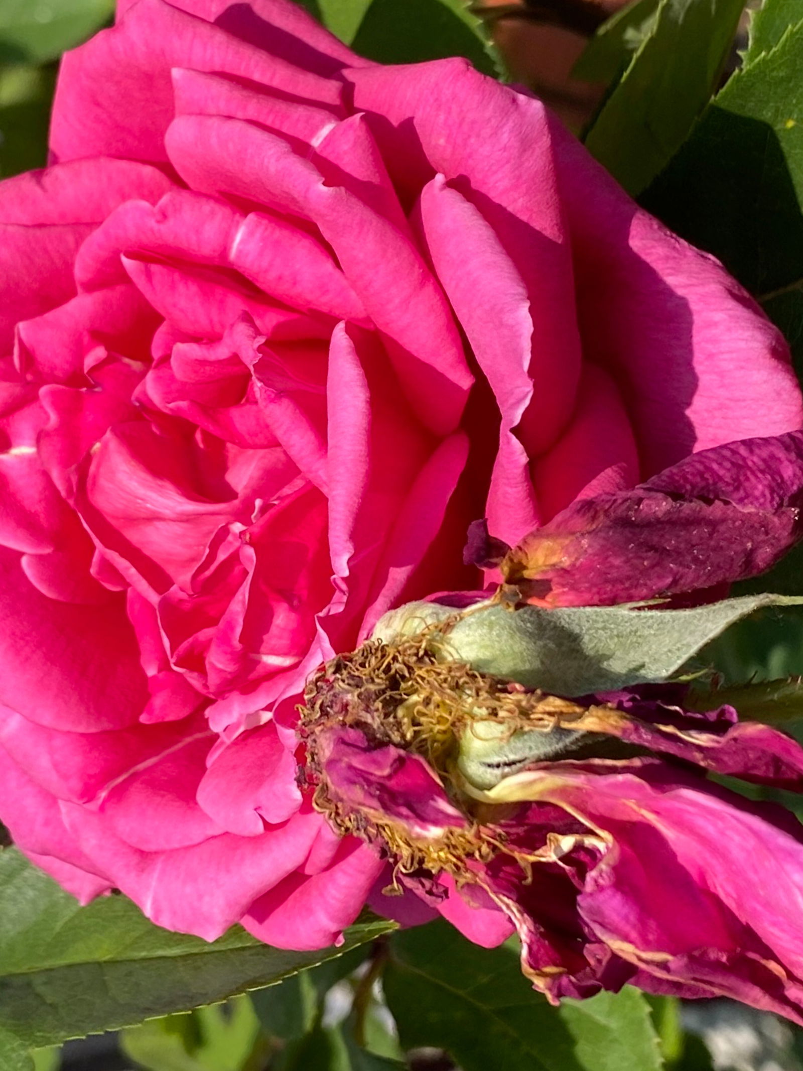 🍑SRTA SÁNCHEZ🍑 photo