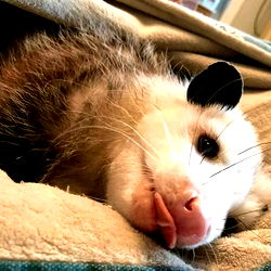 Artie the Onlyfans Model Poses with a Playful Opossum