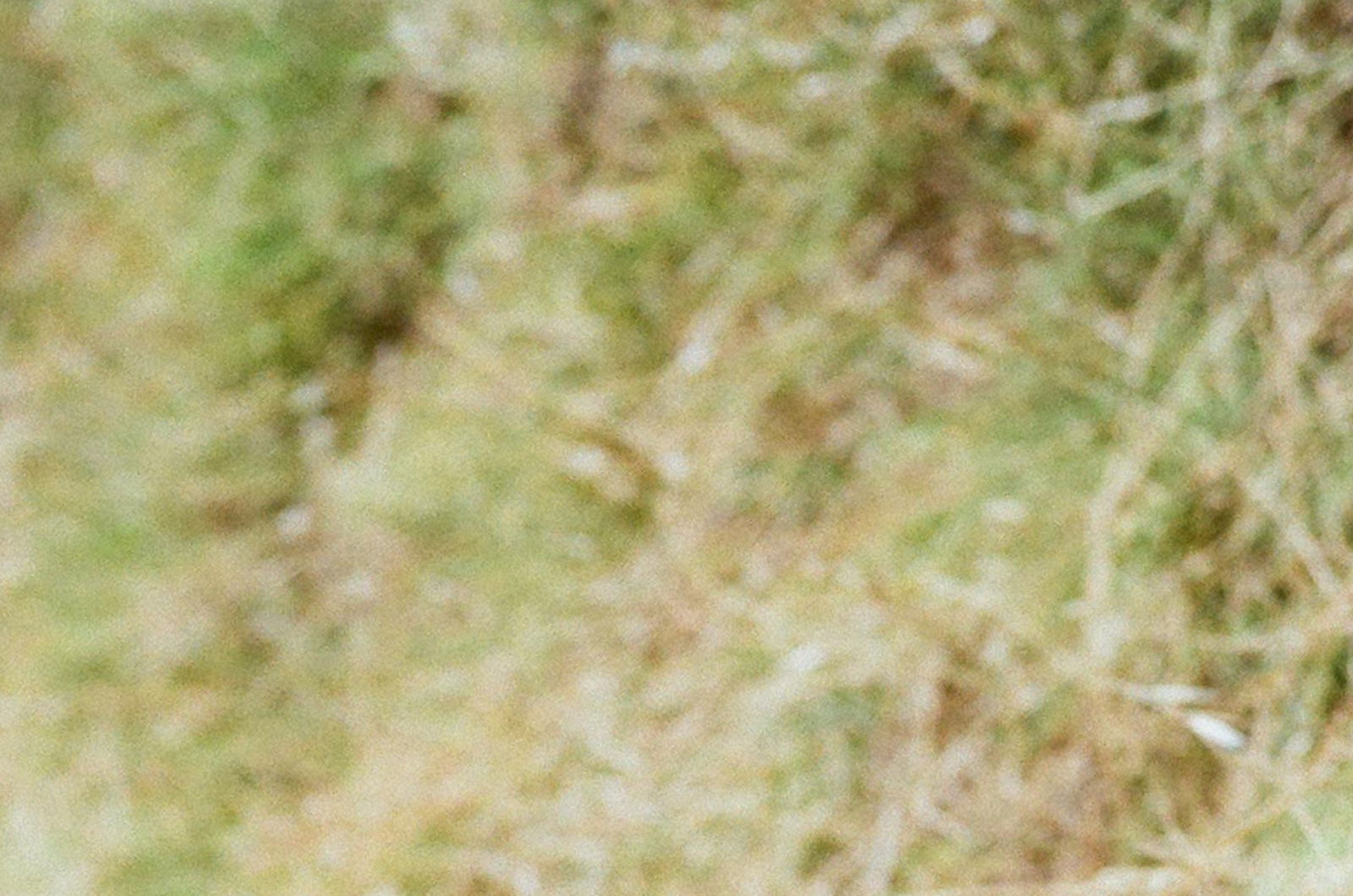 Uncut Hungdrum photo