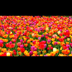 🥀 belle 🥀 photo