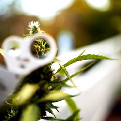 Cannabis Trimming in Progress