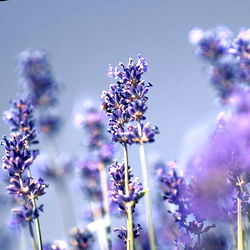 Serene Lavender Field