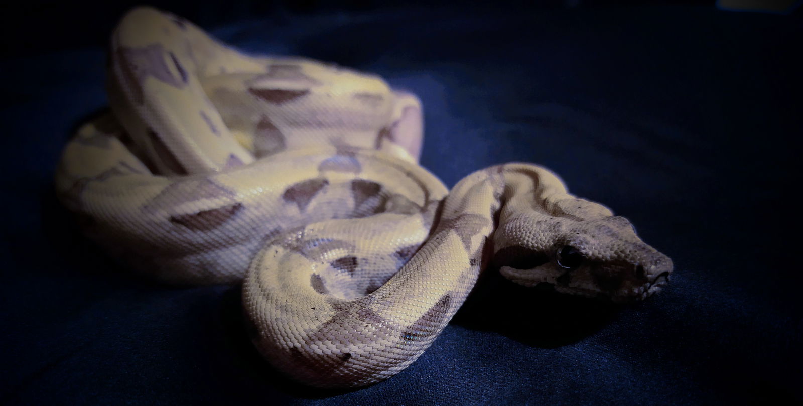 Adalind Gray ✨FREE✨ photo