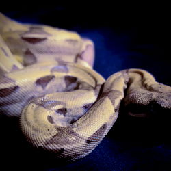 Adalind Gray ✨FREE✨ photo