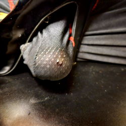 AmatuerWillDoItAll photo