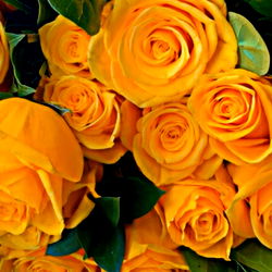 Delicious_Chocolate photo