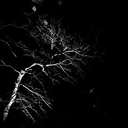 An Artistic Night Scene with Your Certified Lover Boy, a Silhouette of a Bare Tree