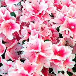 Colorful Pink and White Baby June Flowers