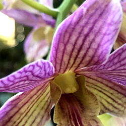 Beautiful Purple Orchid Bouquet ๐ท๐